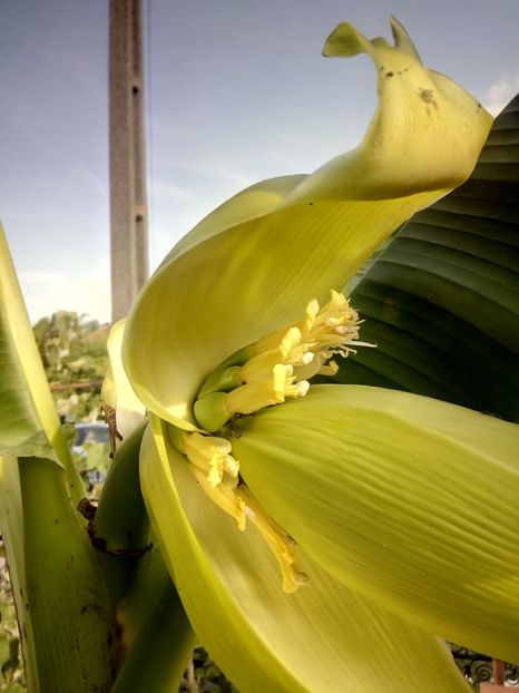 - Banan