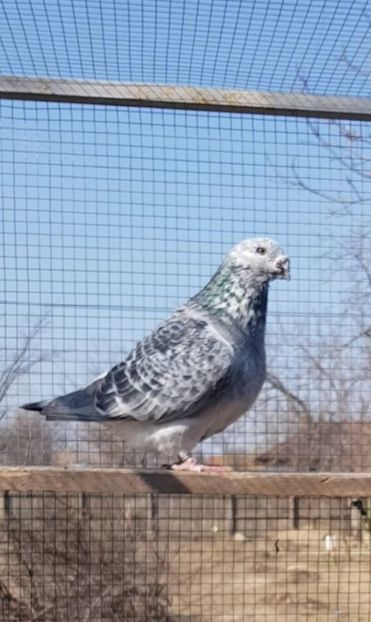 Surul 2014 - 2018 Guti si Cuci