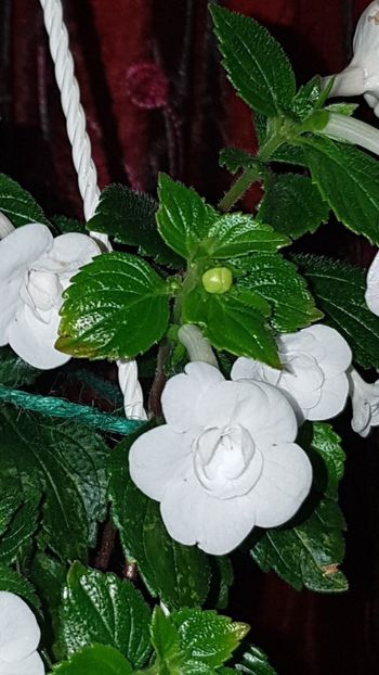 Screenshot_20191202-112348_Gallery - Double Pikotee Rose