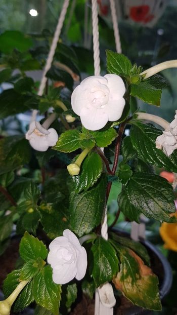Screenshot_20191202-111949_Gallery - Double Pikotee Rose
