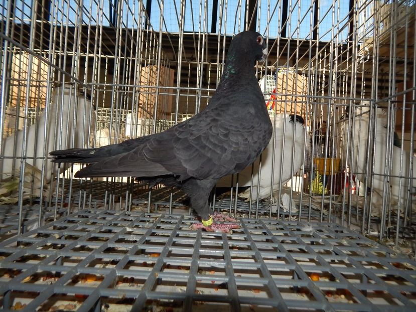 - Arad 01-12-2019