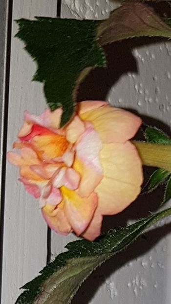 Screenshot_20191202-114533_Gallery - Gizelle