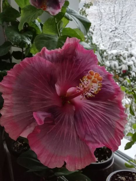 02.12.2019 a treia floare - Purple Pashmina