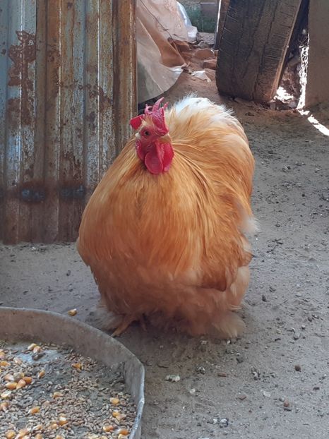  - Cochinchina pitic galben