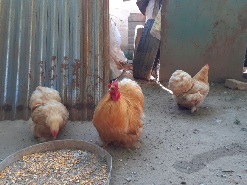  - Cochinchina pitic galben
