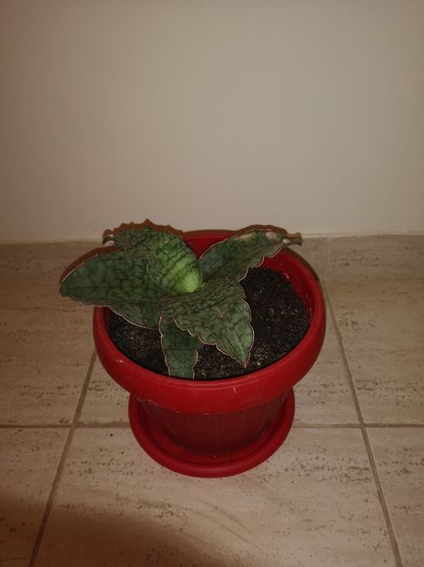 Sansevieria Kirki Silver Blue - Sansevieria