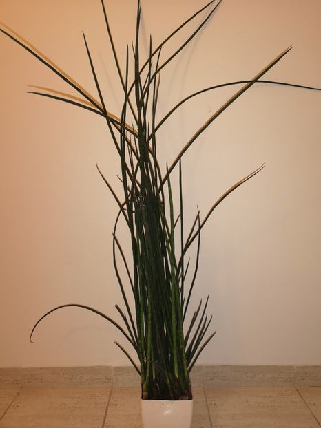 Sansevieria bacularis - Sansevieria