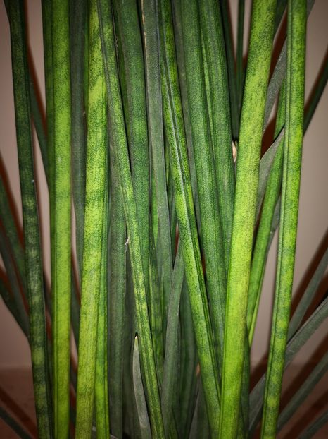 Sansevieria bacularis - Sansevieria