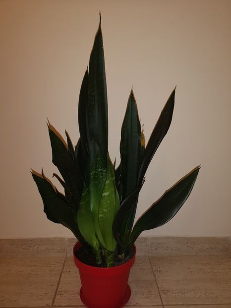 Sansevieria Black Robusta - Sansevieria