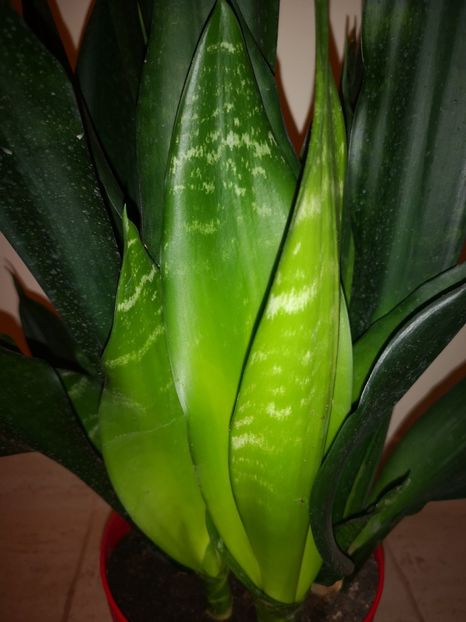 Sansevieria Black Robusta - Sansevieria