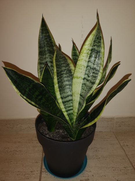 Sansevieria Superba - Sansevieria