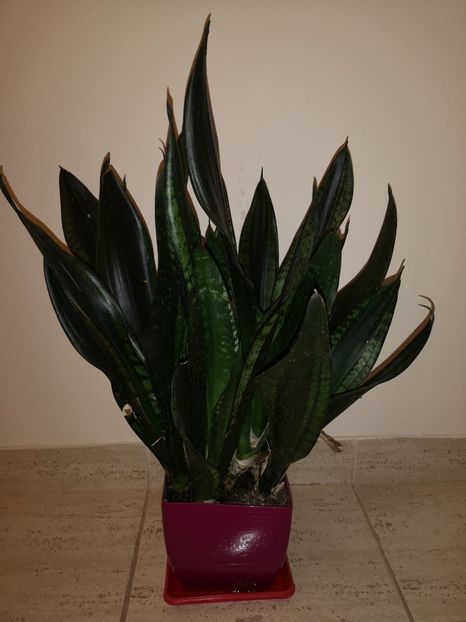 Sansevieria Whitney - Sansevieria