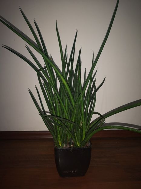 Sansevieria Cilindrica - Sansevieria