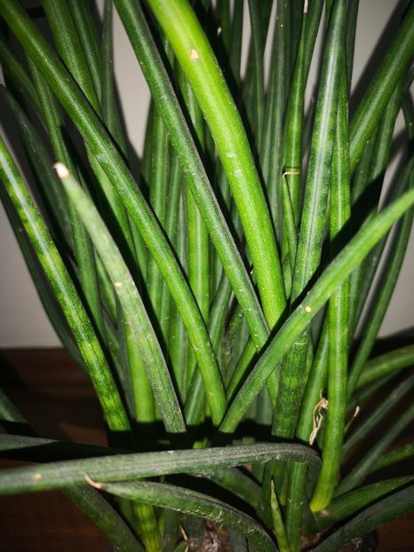 Sansevieria Cilindrica - Sansevieria