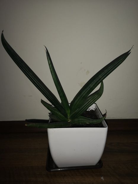 Sansevieria ED-EBY - Sansevieria