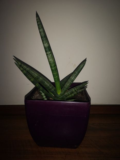 Sansevieria Boncel - Sansevieria