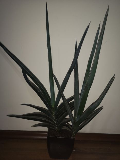Sansevieria robusta blue - Sansevieria