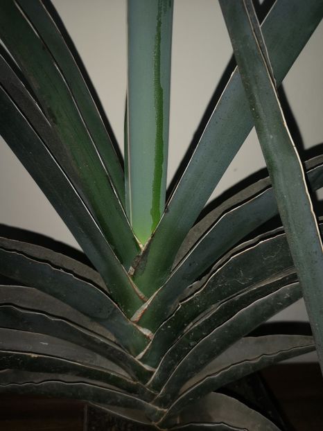 Sansevieria robusta blue - Sansevieria
