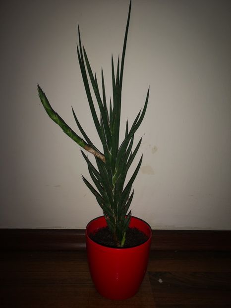Sansevieria Francisii - Sansevieria