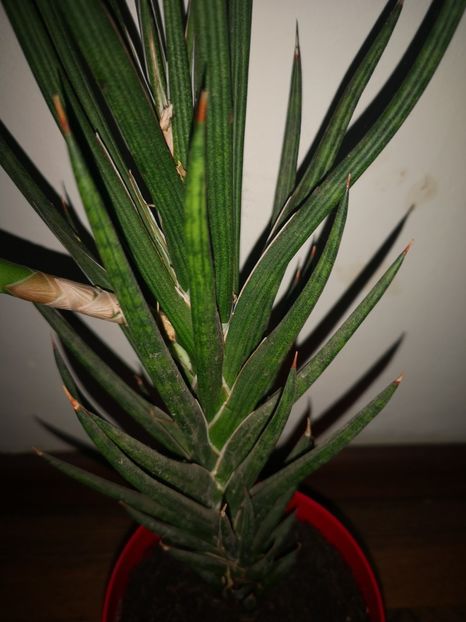 Sansevieria Francisii - Sansevieria