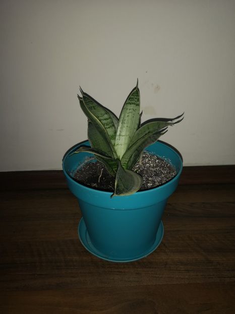 Sansevieria Grey Star - Sansevieria