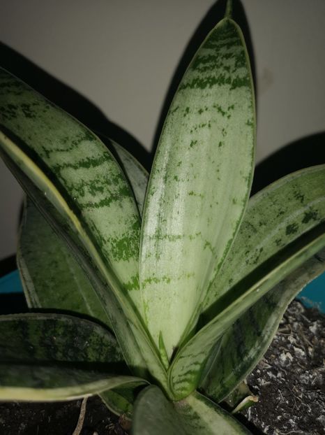 Sansevieria Grey Star - Sansevieria