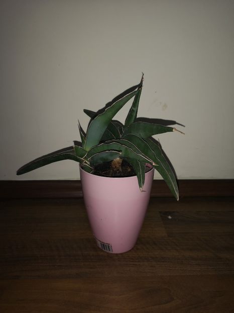 Sansevieria Lavranos #24334 - Sansevieria