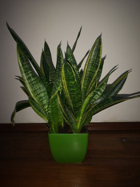 Sansevieria Laurenții Compacta - Sansevieria