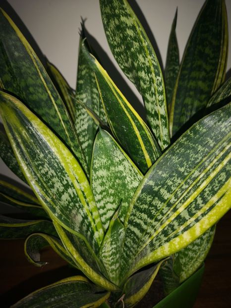 Sansevieria Laurenții Compacta - Sansevieria