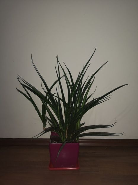 Sansevieria Kirki Friends - Sansevieria