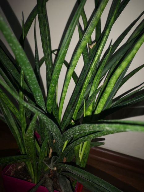 Sansevieria Kirki Friends - Sansevieria