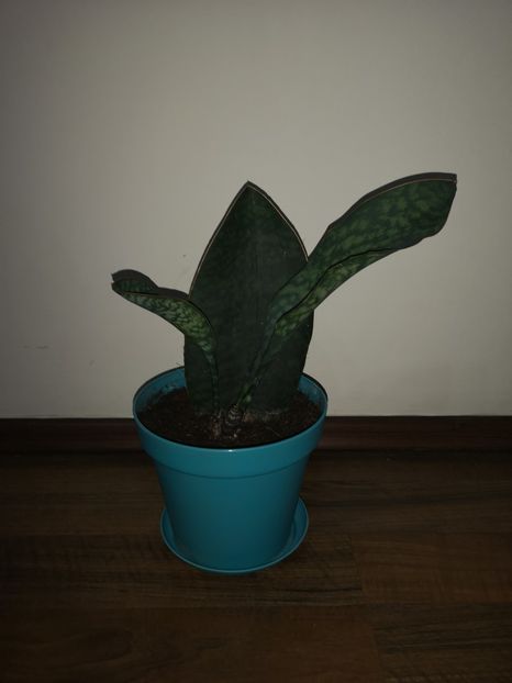 Sansevieria Masoniana - Sansevieria