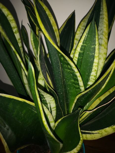 Sansevieria Black Gold - Sansevieria