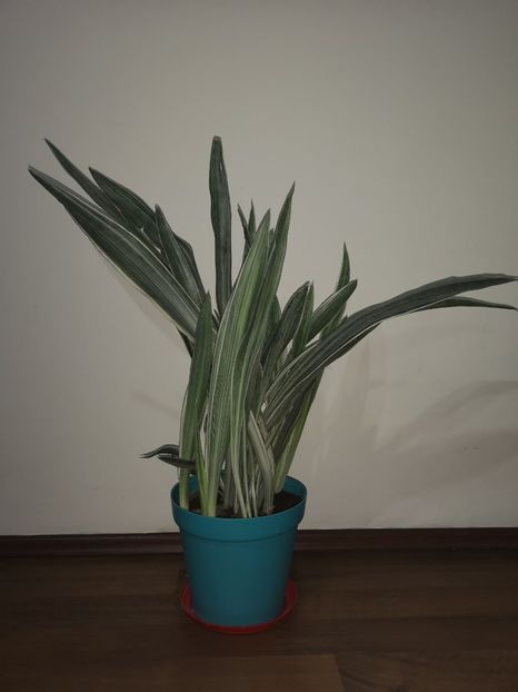Sansevieria Metalica - Sansevieria