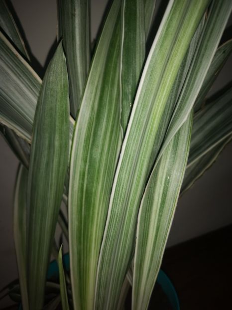 Sansevieria Metalica - Sansevieria