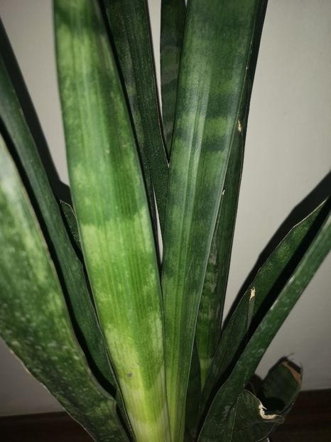 Sansevieria roxburgiana - Sansevieria