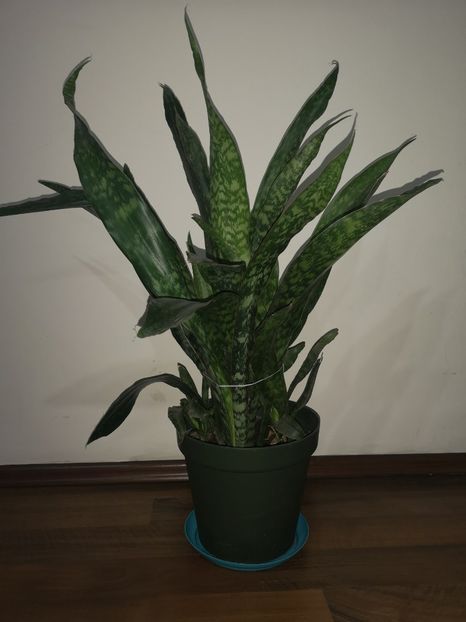 Sansevieria Aubrytiana - Sansevieria