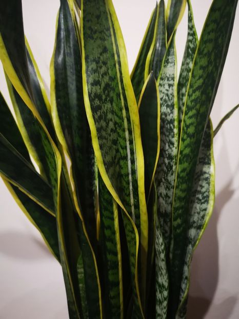 Sansevieria  Laurentii - Sansevieria