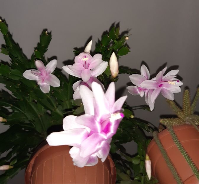12.02.019 - Schlumbergera 2014-2020