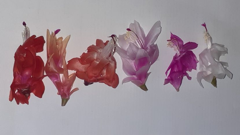  - Schlumbergera