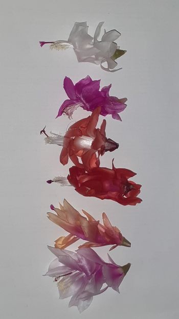  - Schlumbergera