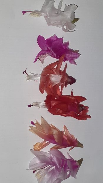  - Schlumbergera