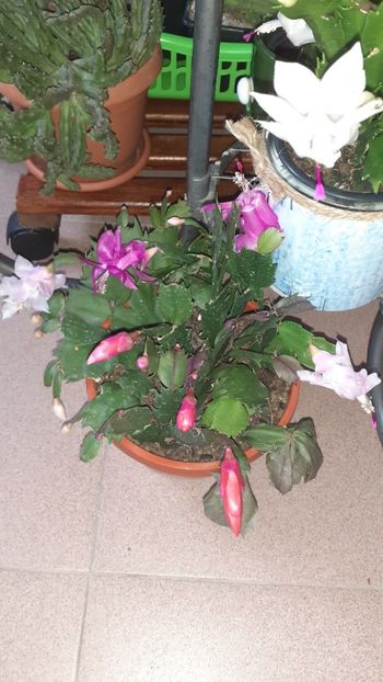  - Schlumbergera