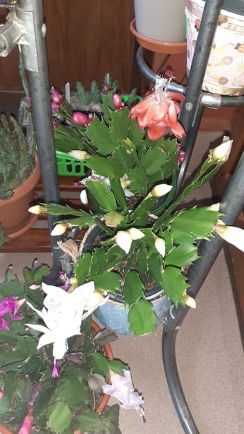  - Schlumbergera