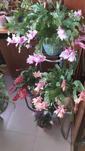  - Schlumbergera