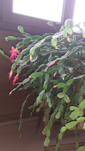  - Schlumbergera