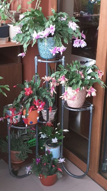  - Schlumbergera