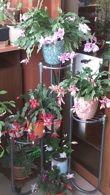  - Schlumbergera