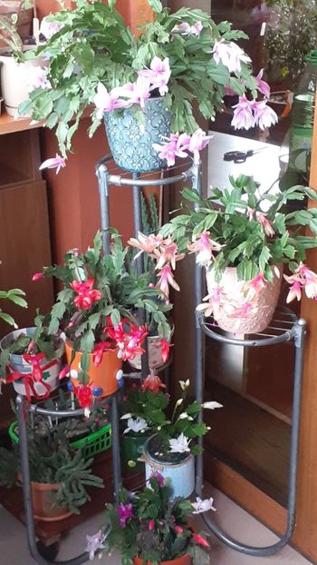  - Schlumbergera