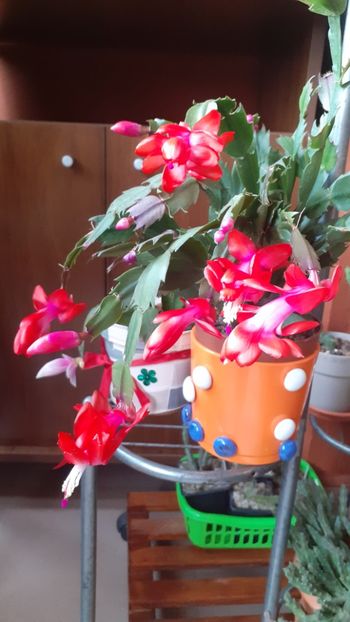  - Schlumbergera